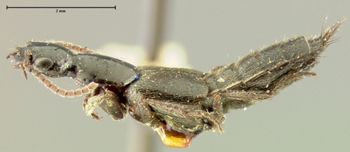 Media type: image;   Entomology 24104 Aspect: habitus lateral view